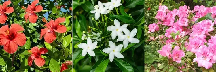 Rosehill Palms Houston Spring 2025 Landscaping - hibiscus, gardenia, and azaleas