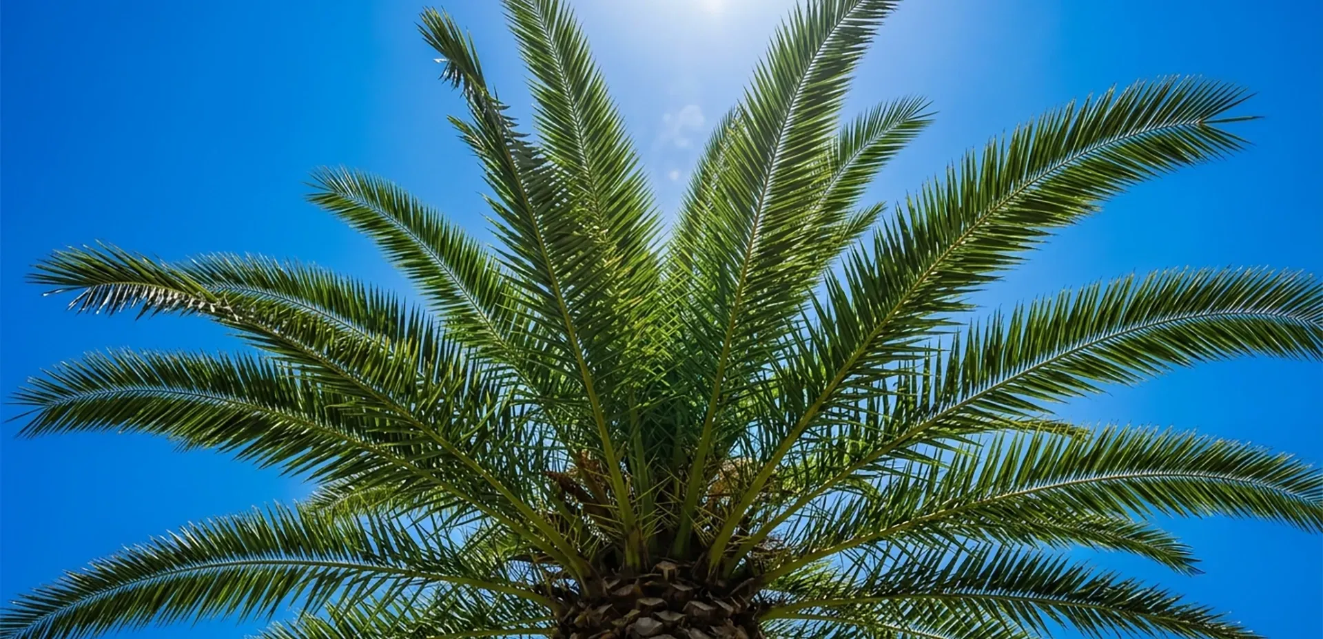 How Houston's Summer Heat Affects Your Palm Trees image blog