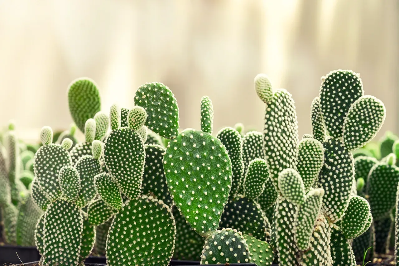 How to Grow and Care for Cactus in Texas post blog image