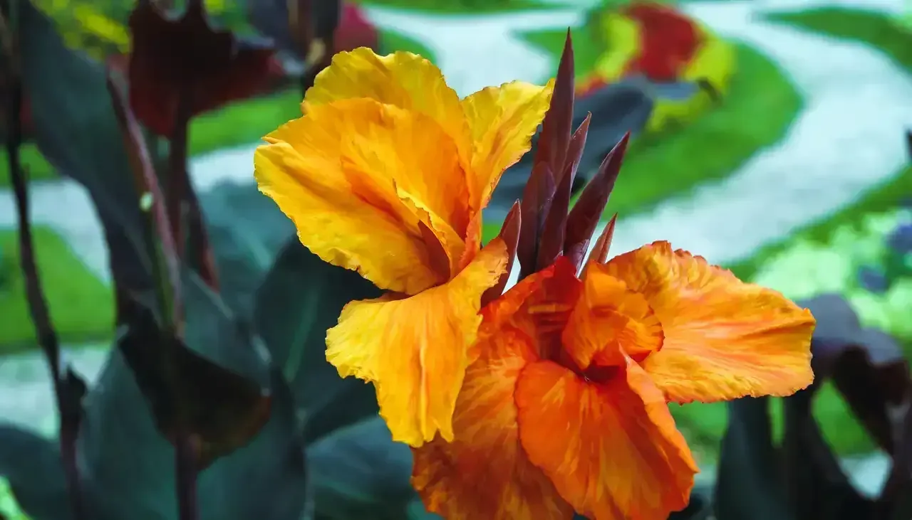 How to Grow and Care for Canna Lilies post blog image