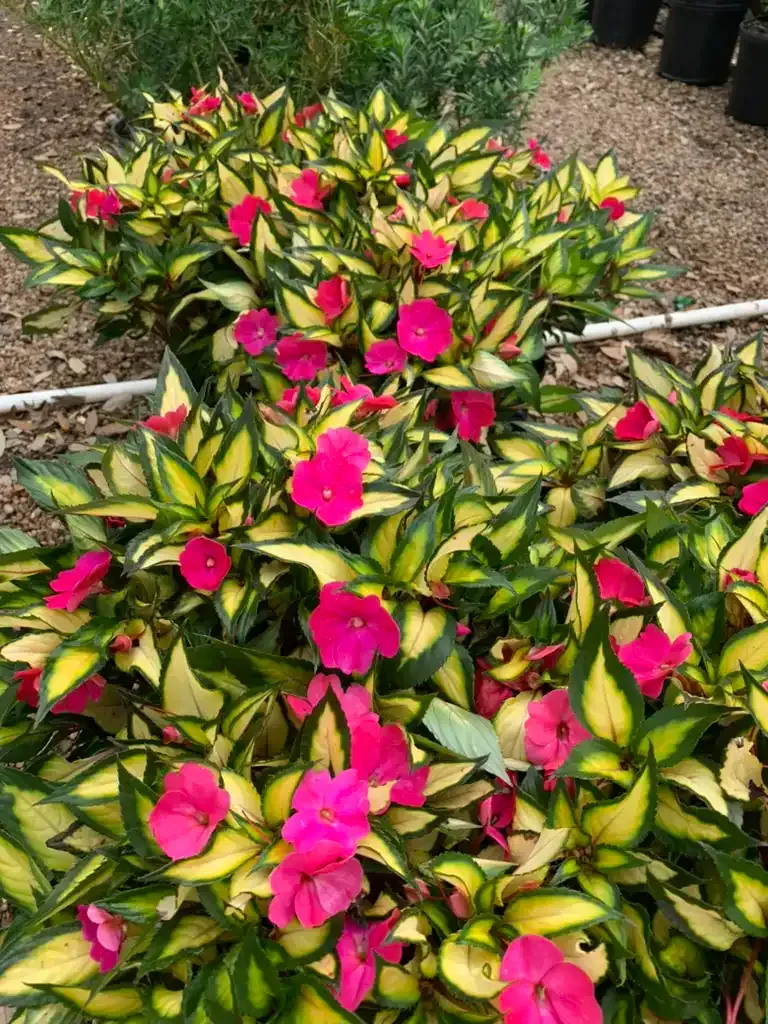 Pink flowers bloom amidst golden-edged green leaves in a garden.