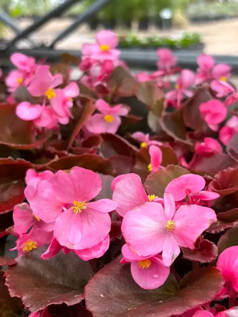 Pink begonia flowers with dark red leaves in a garden setting.