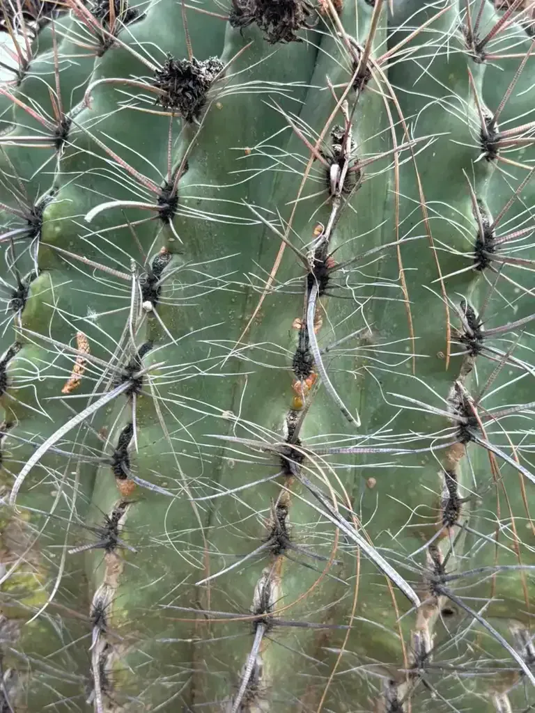 Close-up of a green cactus with sharp, white spines.