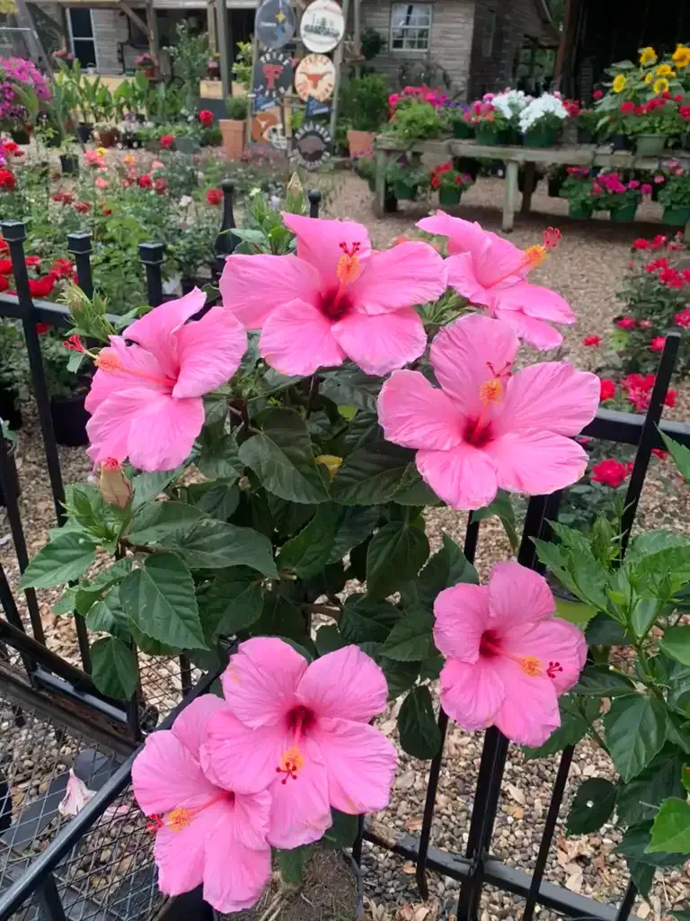 Pink hibiscus flowers bloom in a garden, framed by a black metal fence.