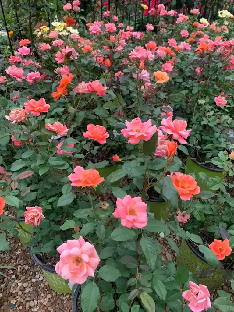 A bed of vibrant pink, orange, and yellow roses in green pots, surrounded by lush green foliage.