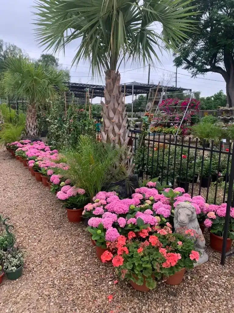 Row of potted pink flowers and greenery at a garden center, with a palm tree in the background.