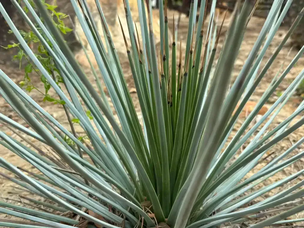Blue-green spiky plant with sharp leaves; desert environment.