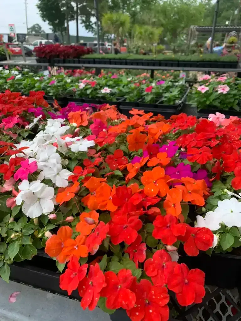 Colorful impatiens flowers in red, orange, pink, and white displayed in trays at a garden center.
