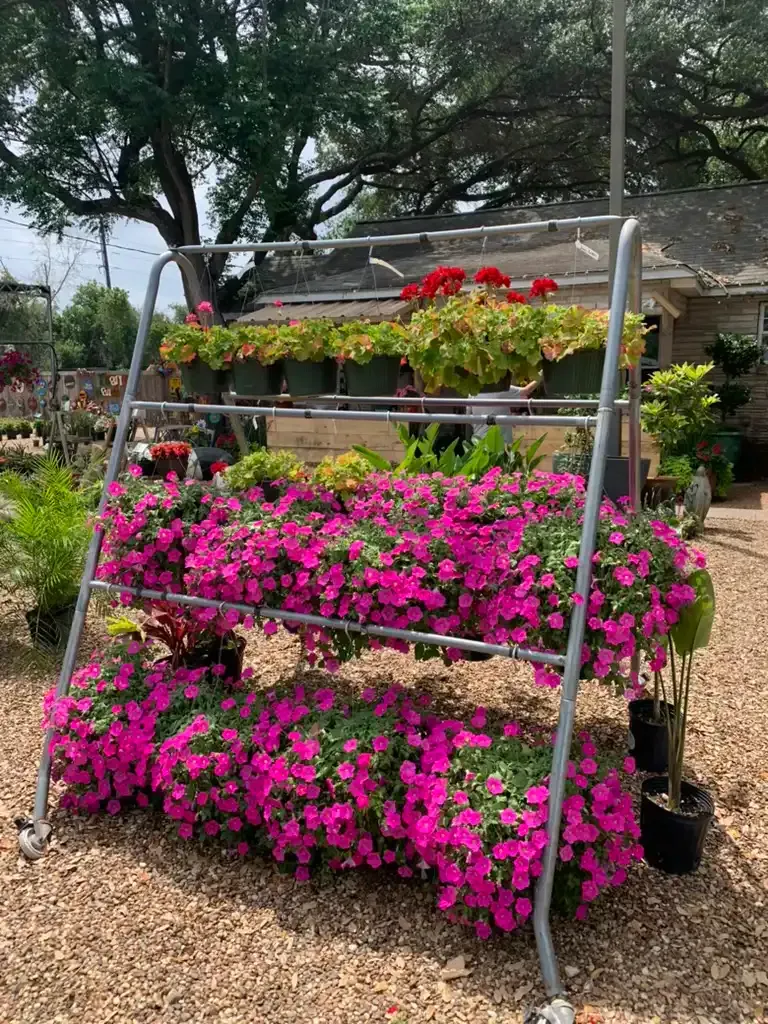 A metal tiered plant rack displays pots of pink and red flowers at a garden center.