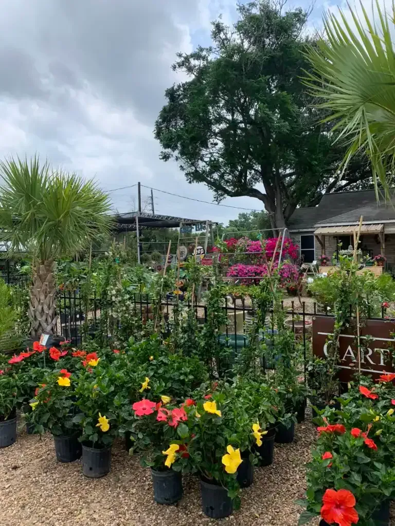 A garden center with potted plants, including red and yellow hibiscus, under a cloudy sky.
