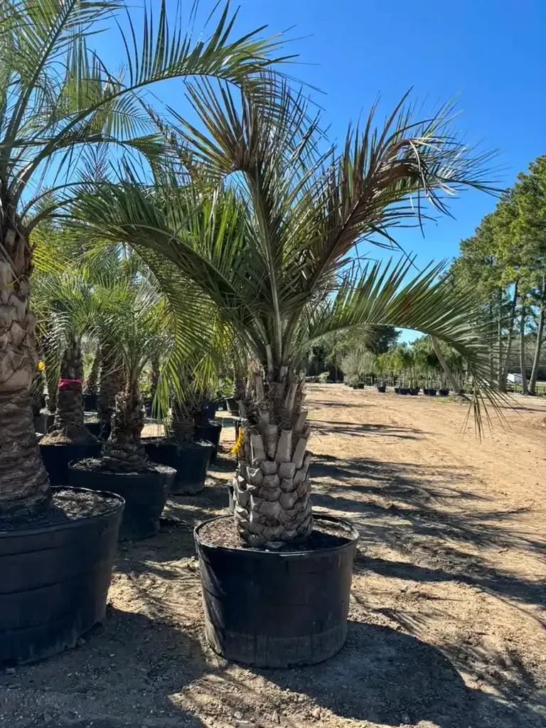 Palm tree in a black pot, outdoors on a sunny day. Other trees and pots are in the background.
