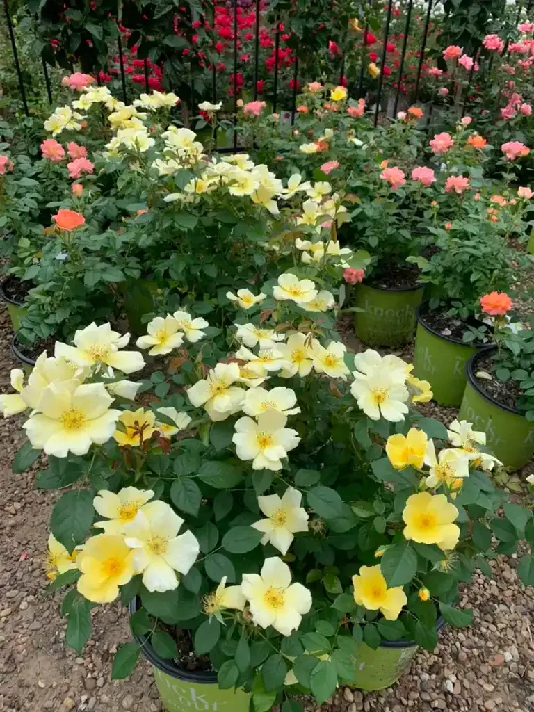 Yellow roses in pots, with other rose bushes in various colors in the background.