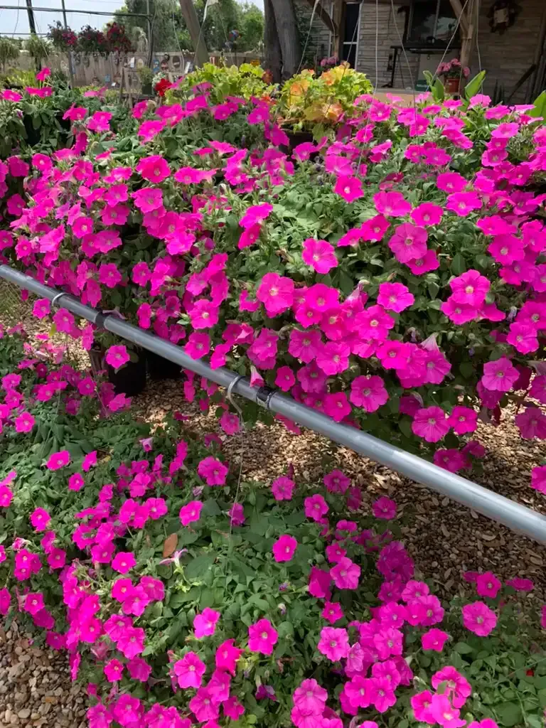 Bright pink petunias in full bloom, growing in a greenhouse setting.