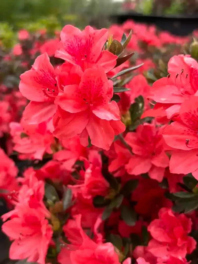 Bright red azalea flowers in full bloom.