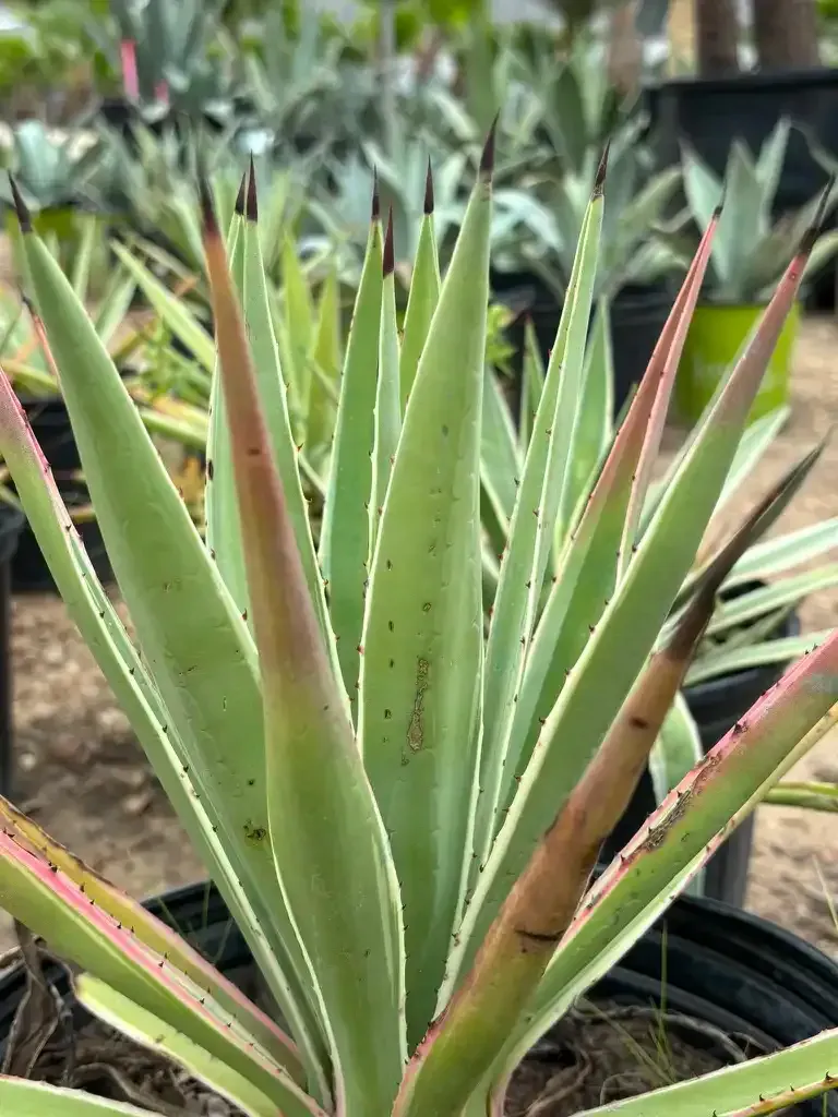 Green and white variegated agave plant with dark tips, in a pot.