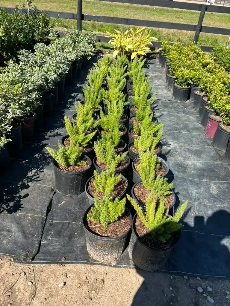 Rows of potted evergreen plants at a nursery, with green foliage and dark containers, outdoors in sunlight.