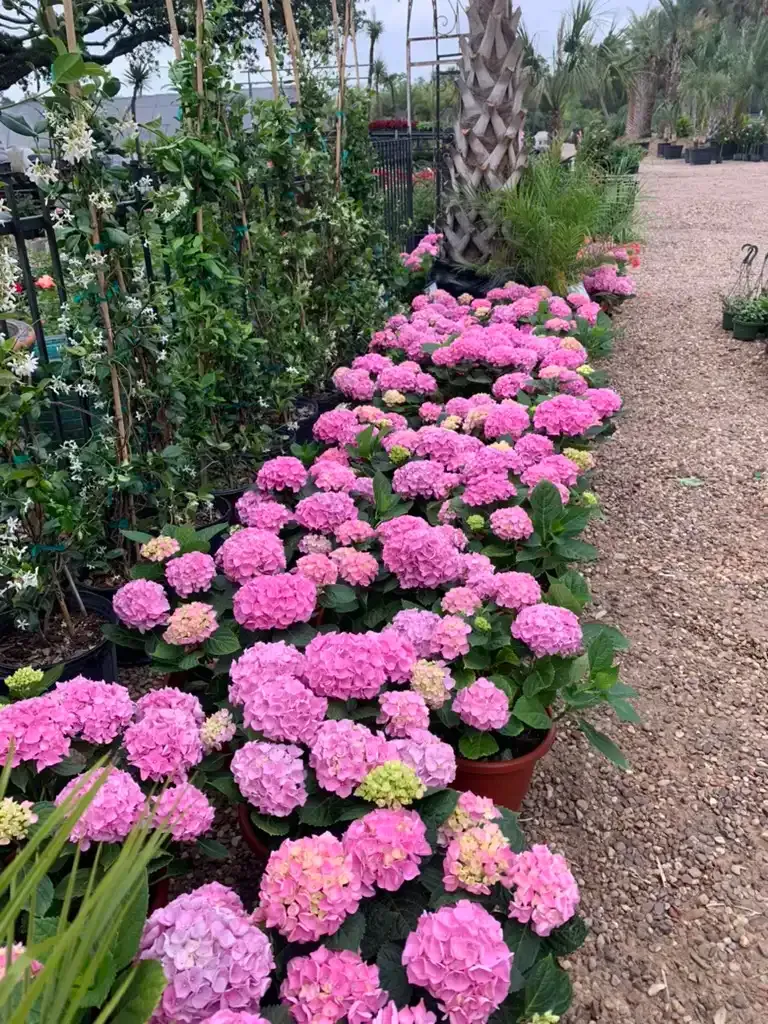 Rows of pink hydrangeas in pots line a gravel path, next to other plants in a garden center.