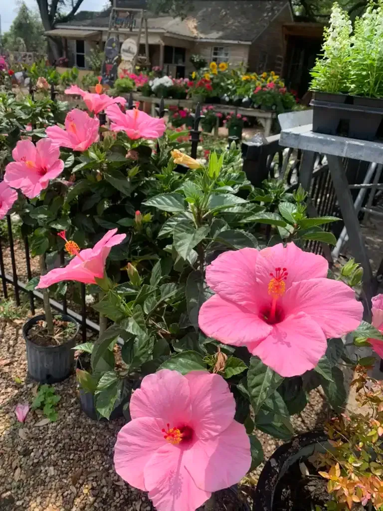 Pink hibiscus flowers in full bloom at a garden center, with other plants and a building in the background.