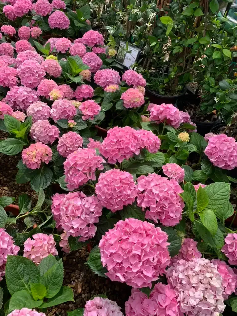 Pink hydrangea flowers in full bloom, potted in a greenhouse setting.