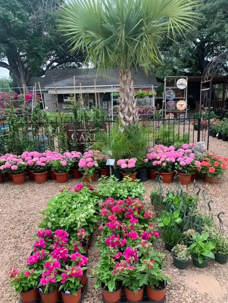 A vibrant plant nursery with rows of potted flowers in full bloom. A palm tree stands in the center.
