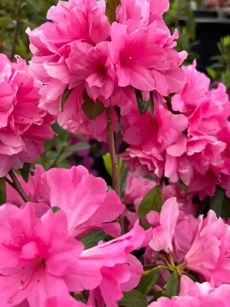 Pink azalea flowers in full bloom.