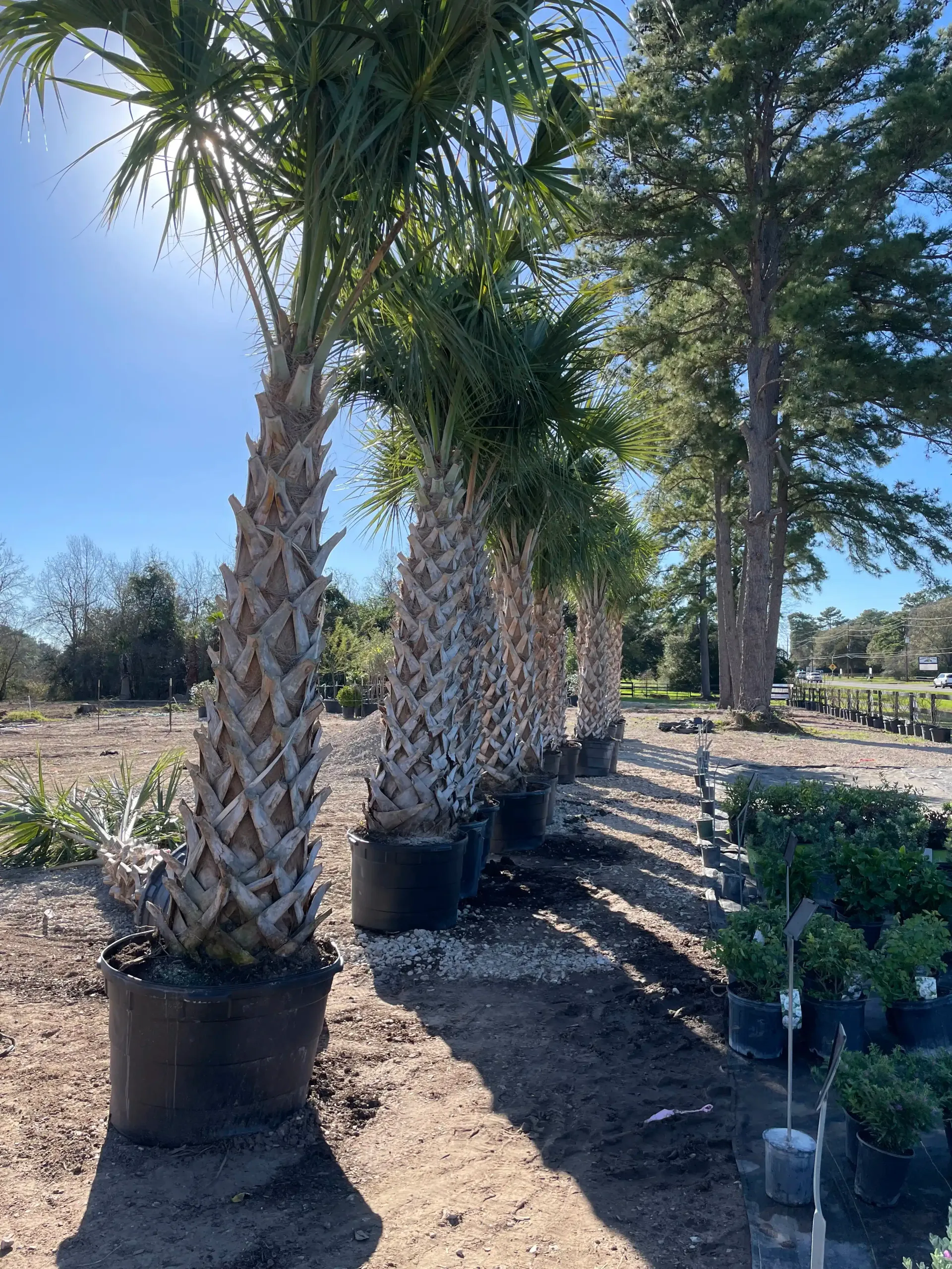 Palm trees in black pots line a row, sunny day, blue sky.