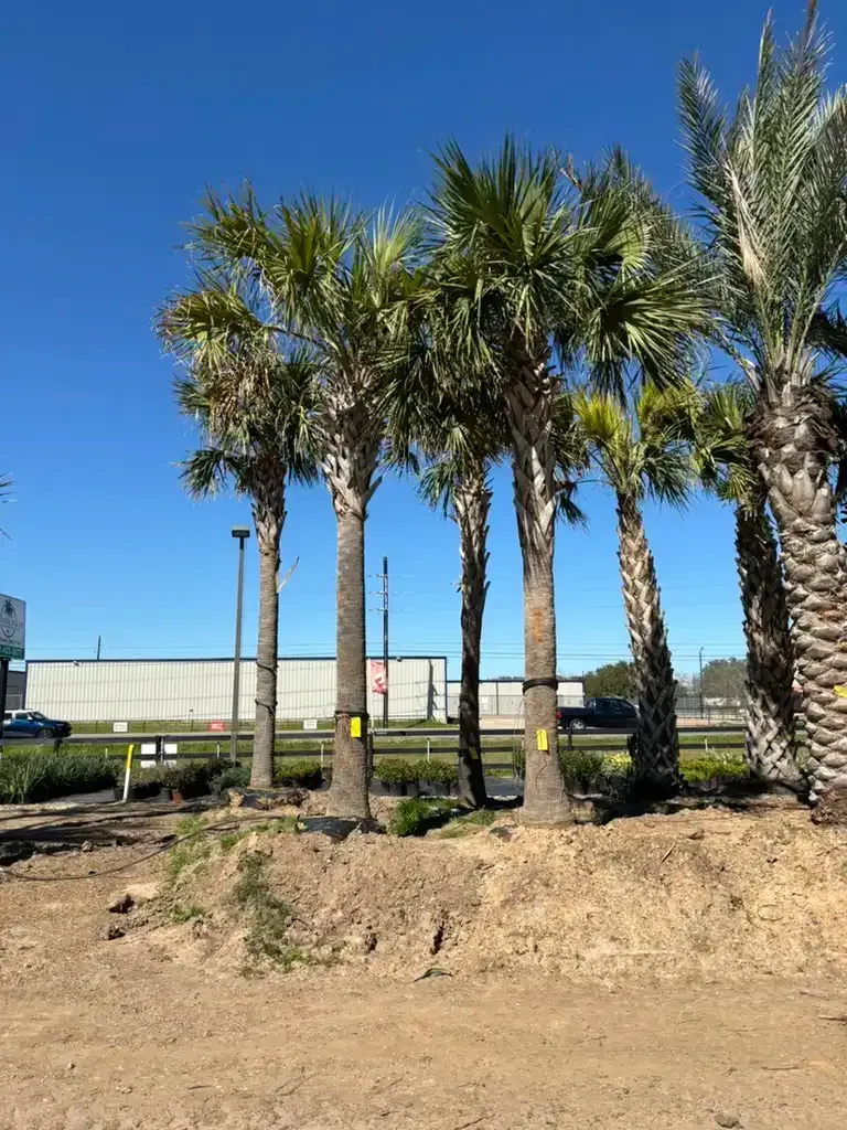 Palm trees in a row with brown trunks, green fronds, and a bright blue sky.