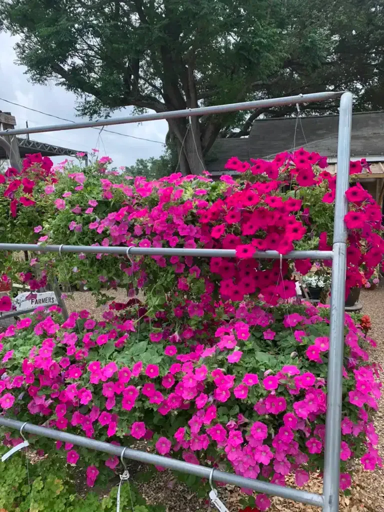 Pink petunias overflow from metal hanging planters.