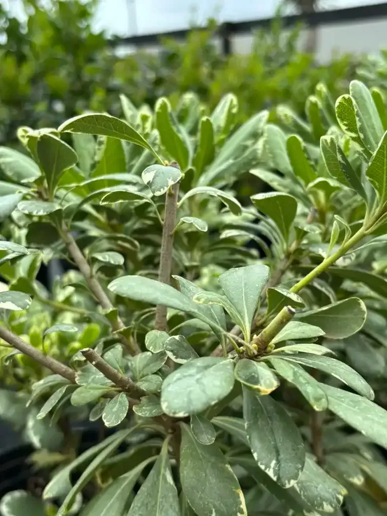 Close-up of a plant with small, oval green leaves edged in white, growing on brown stems.