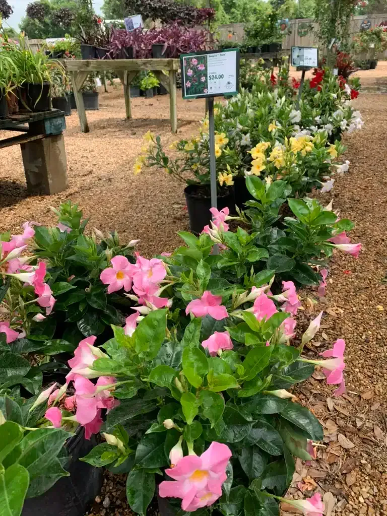 Pink and yellow mandevilla flowers in black pots at a garden center, with green foliage.