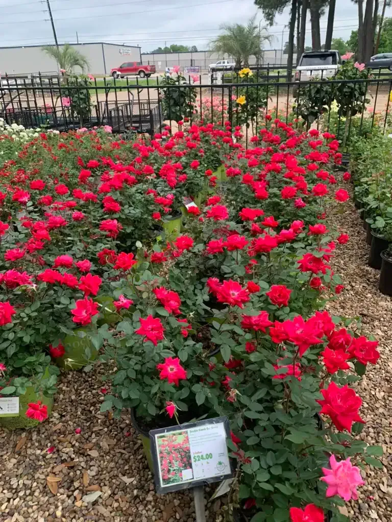 Rows of red rose bushes in pots at a nursery, surrounded by a black fence and other plants.