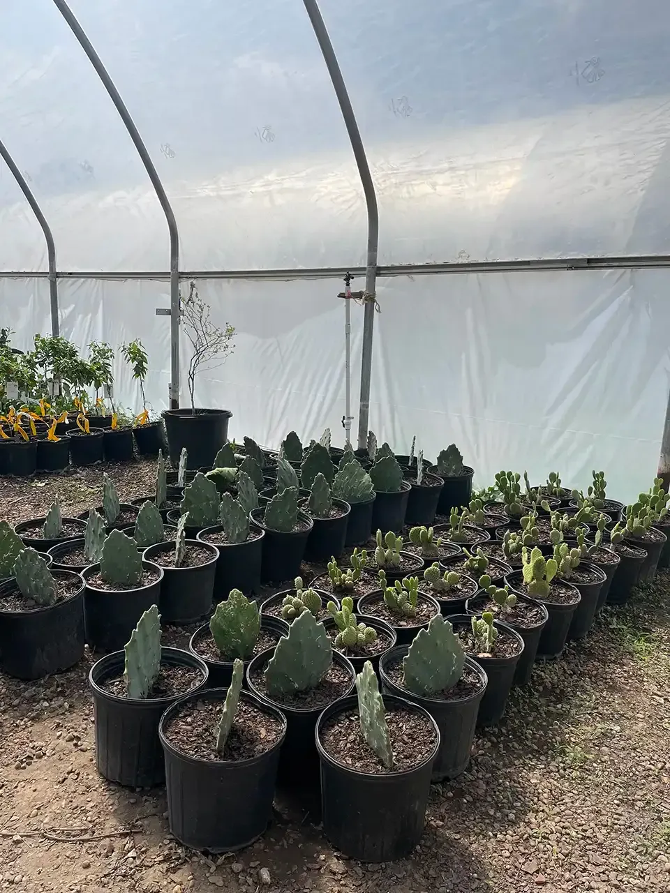 Rows of potted cacti inside a greenhouse with a translucent roof, receiving sunlight.