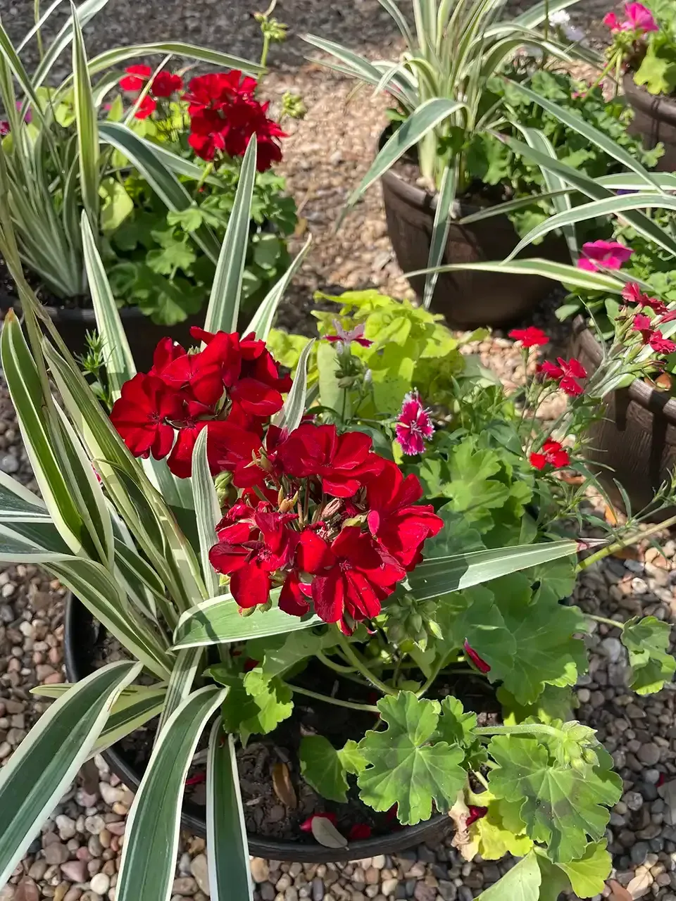 Red geraniums and variegated grass in a dark pot, other flower pots in the background.