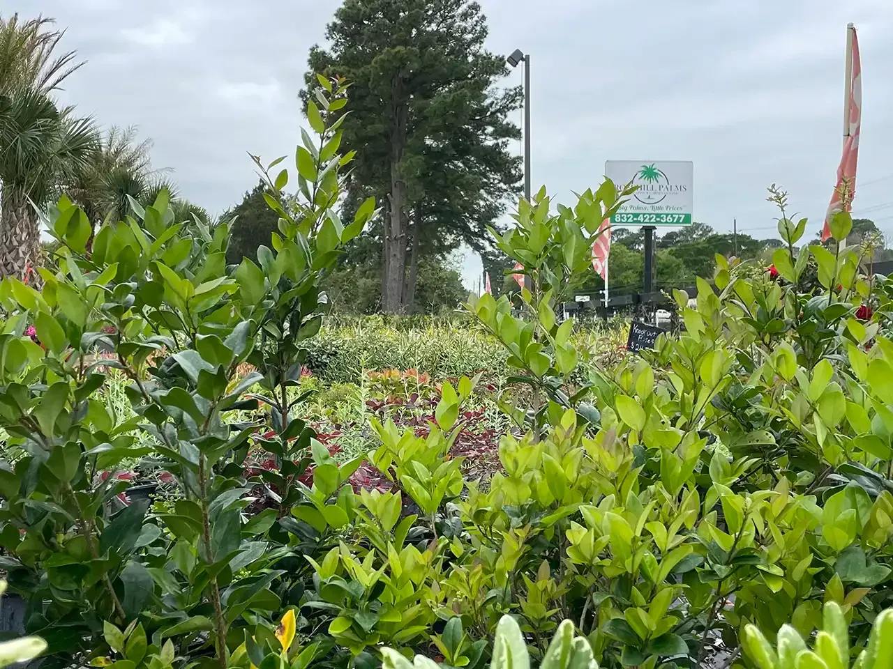 Lush green plants and bushes fill a nursery, with a sign in the background on an overcast day.