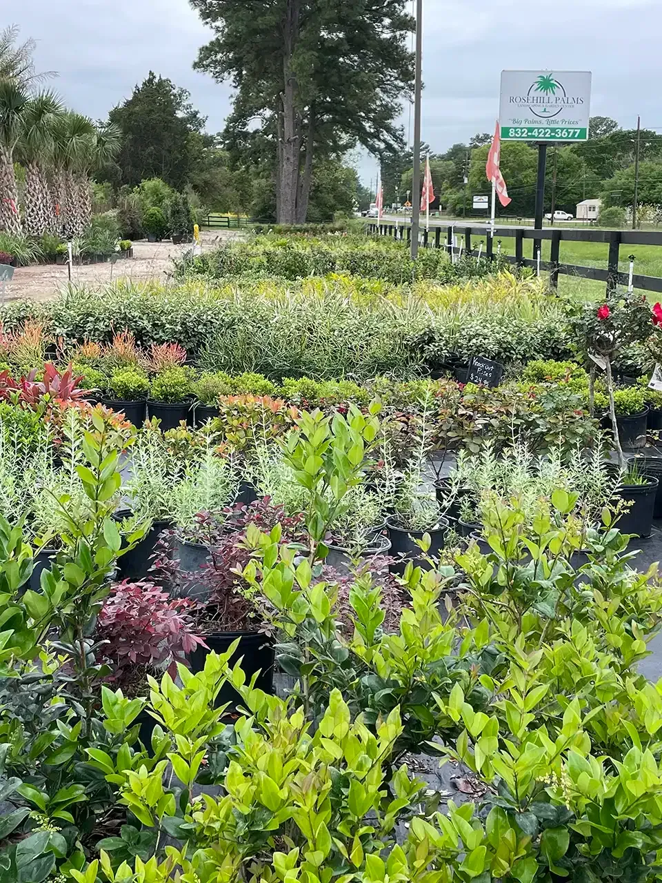 Nursery with rows of plants in black pots, against a road with a sign and a cloudy sky.