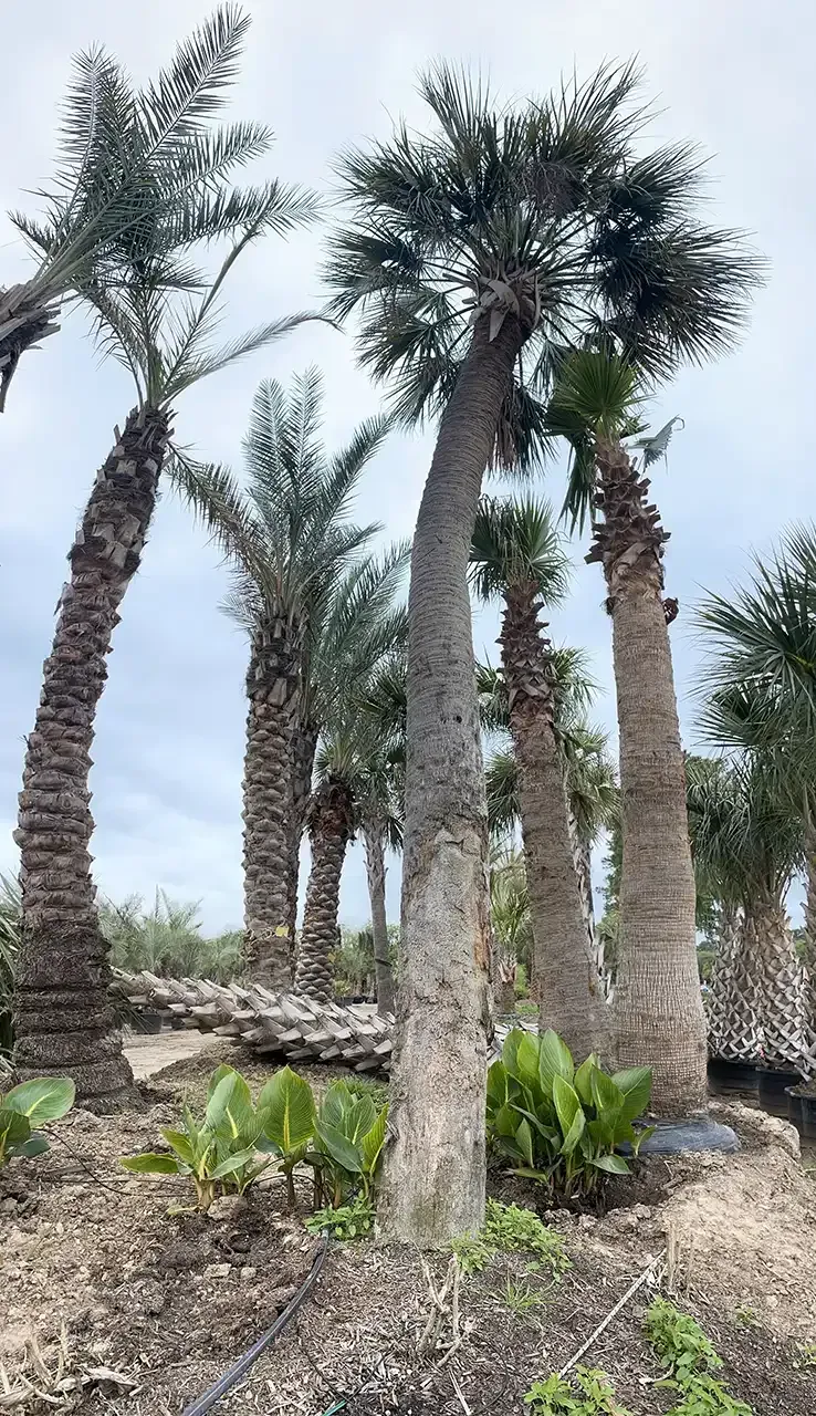 Tall palm trees with textured trunks and green fronds under a cloudy sky.