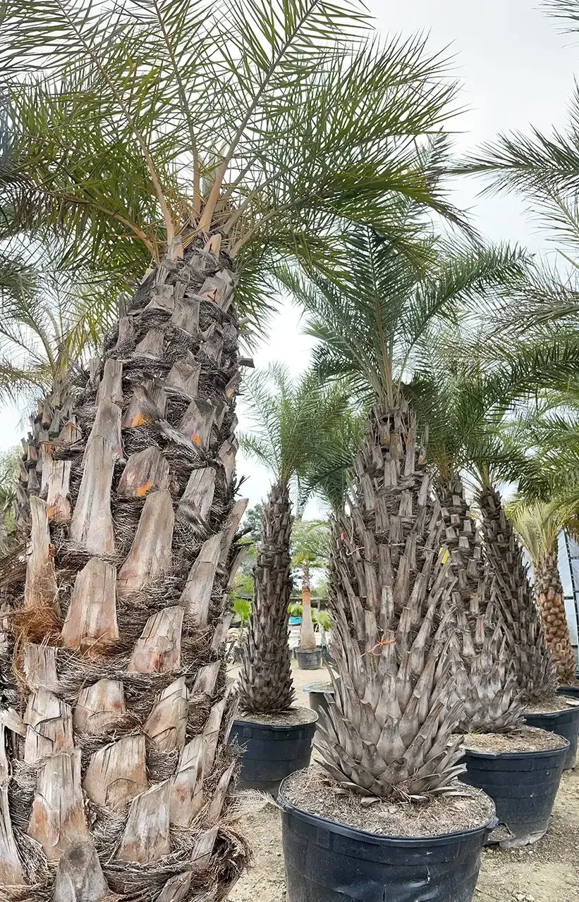 Several date palm trees in large black pots.