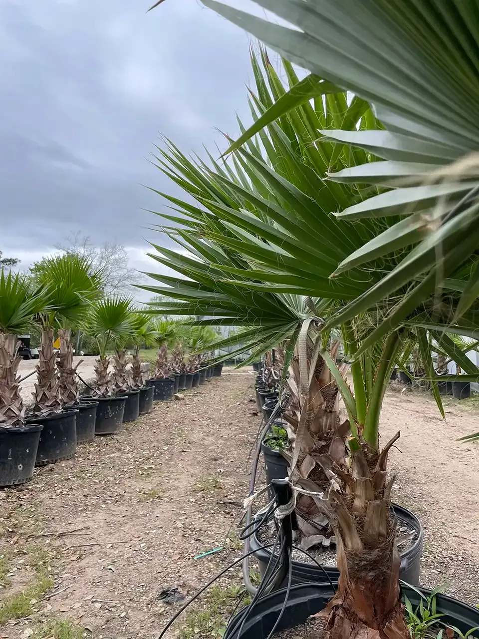 Row of potted palm trees on gravel in a nursery. Overcast sky.