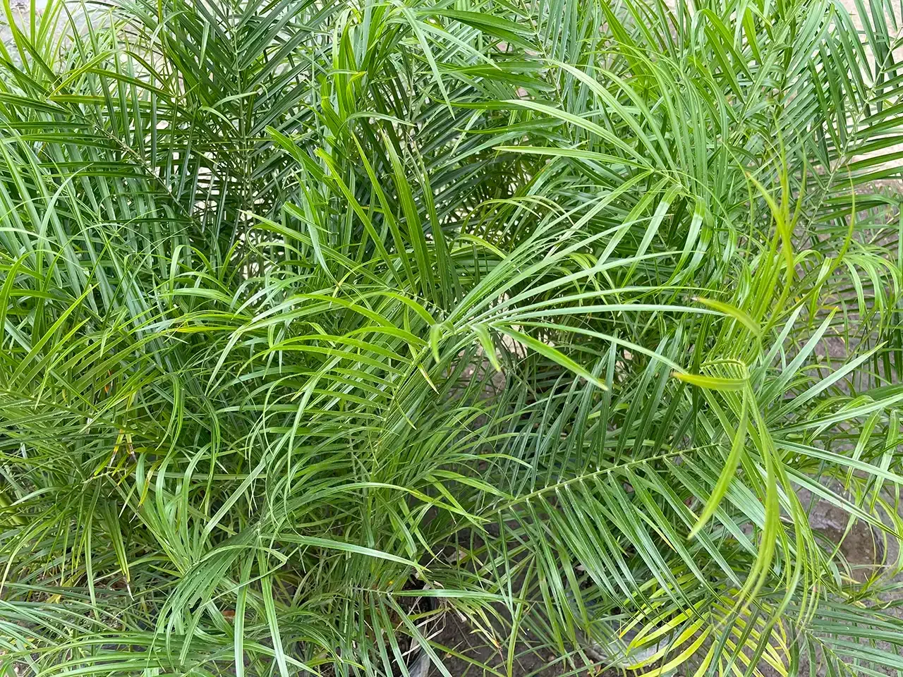 Lush green palm leaves densely clustered together.