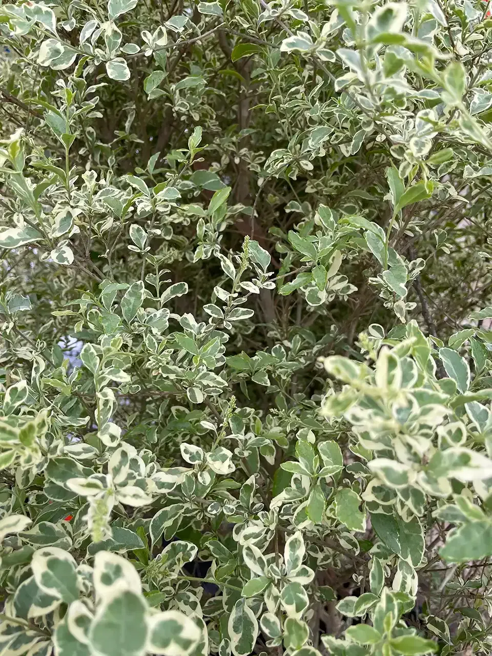 Green and white variegated leaves on a shrub.