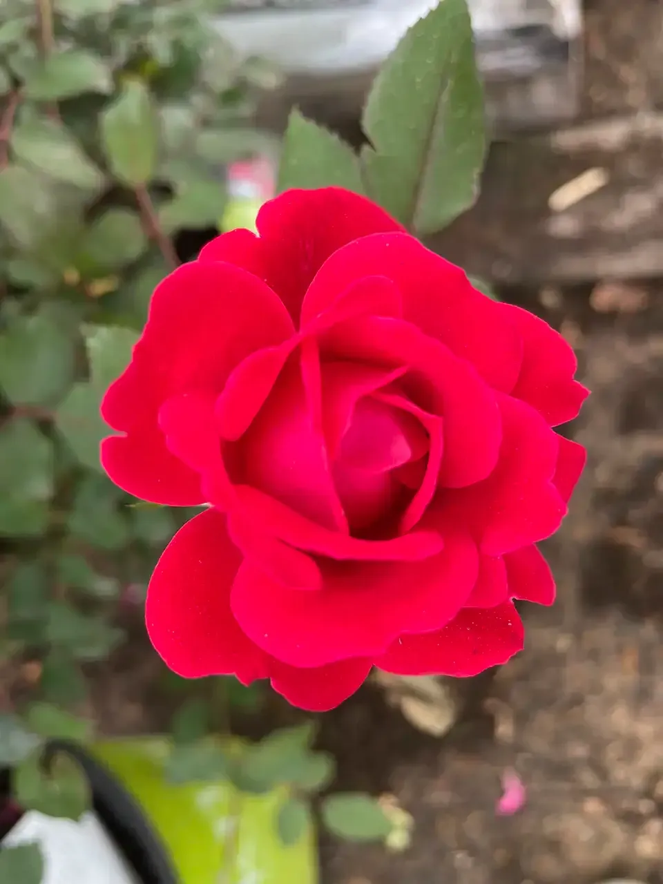 Red rose in full bloom, surrounded by green leaves.