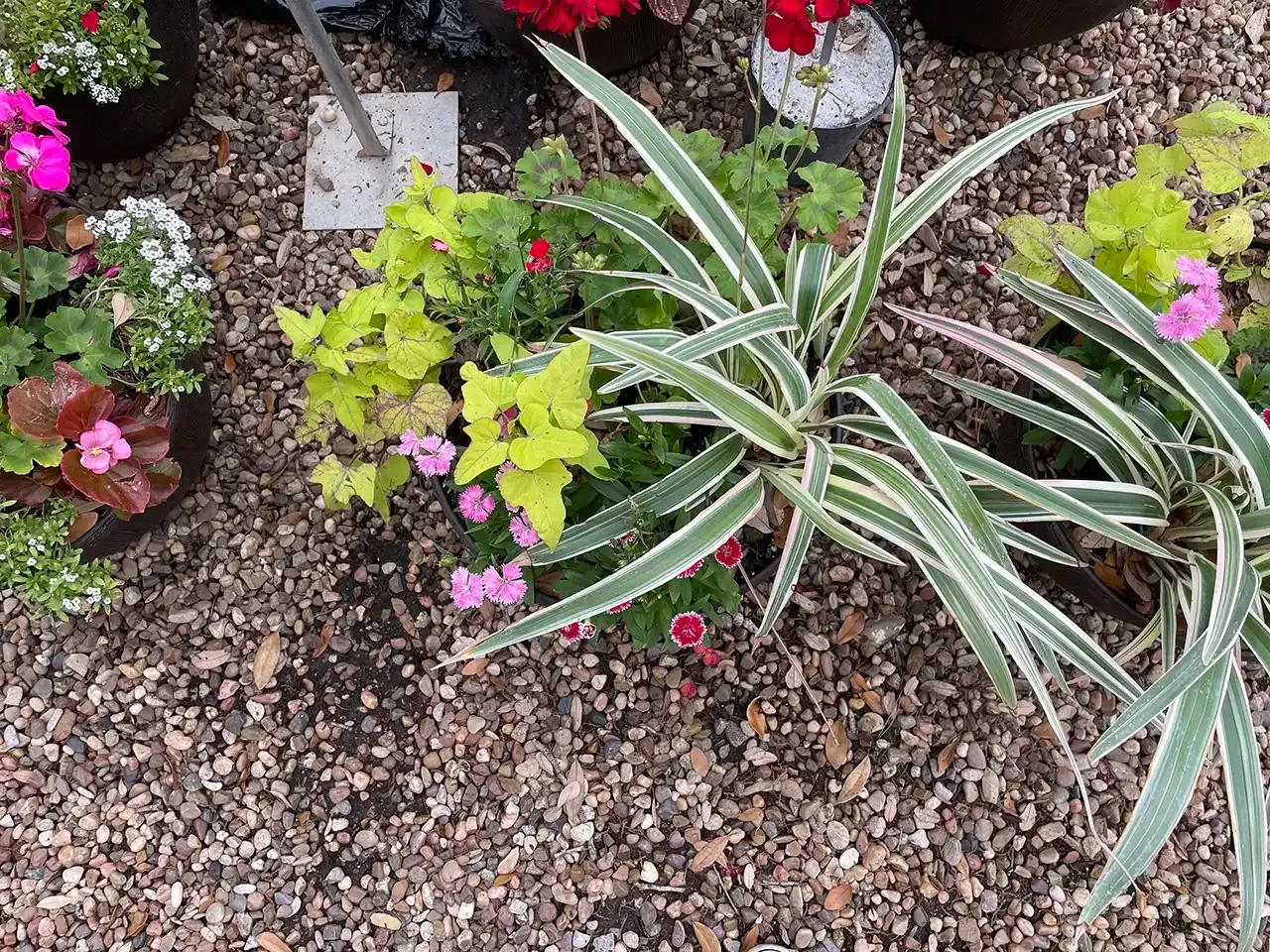 Planter with variegated plant and small pink flowers, in a pebbled setting.