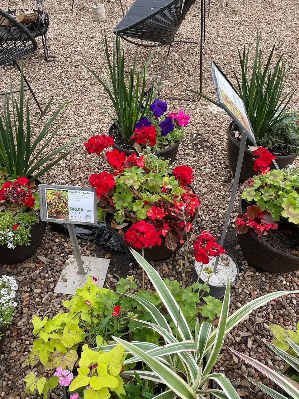 Potted plants with vibrant red, purple, and green foliage displayed outdoors.
