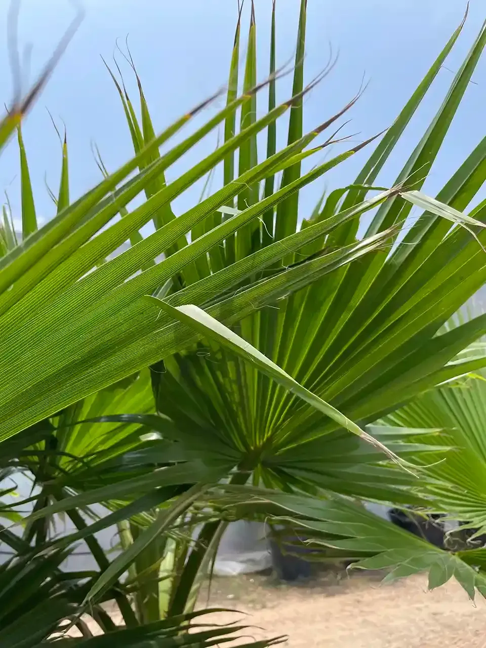 Green palm leaves against a bright blue sky.