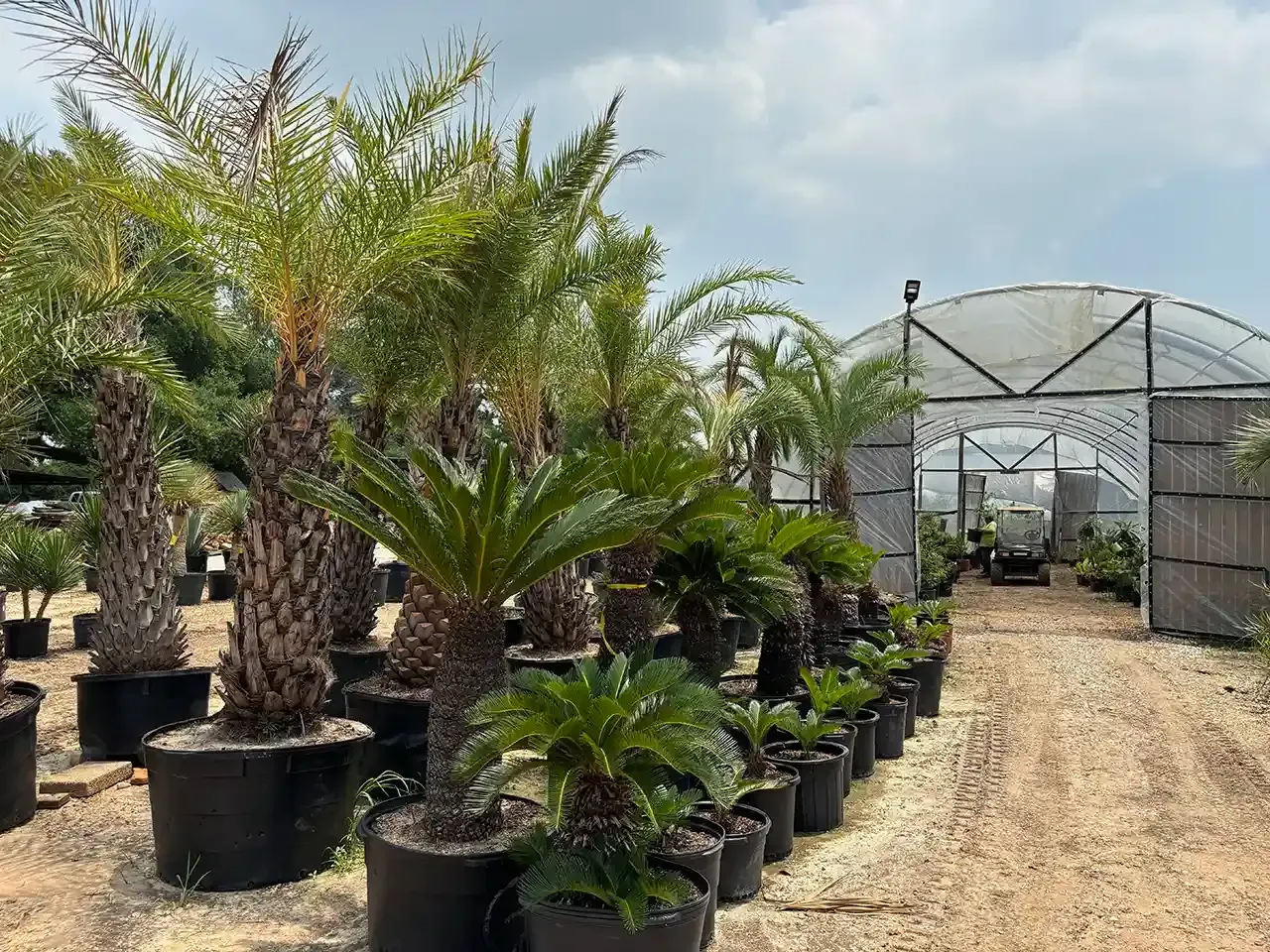 Palm trees and other plants in large black pots line a pathway to a greenhouse under a cloudy sky.