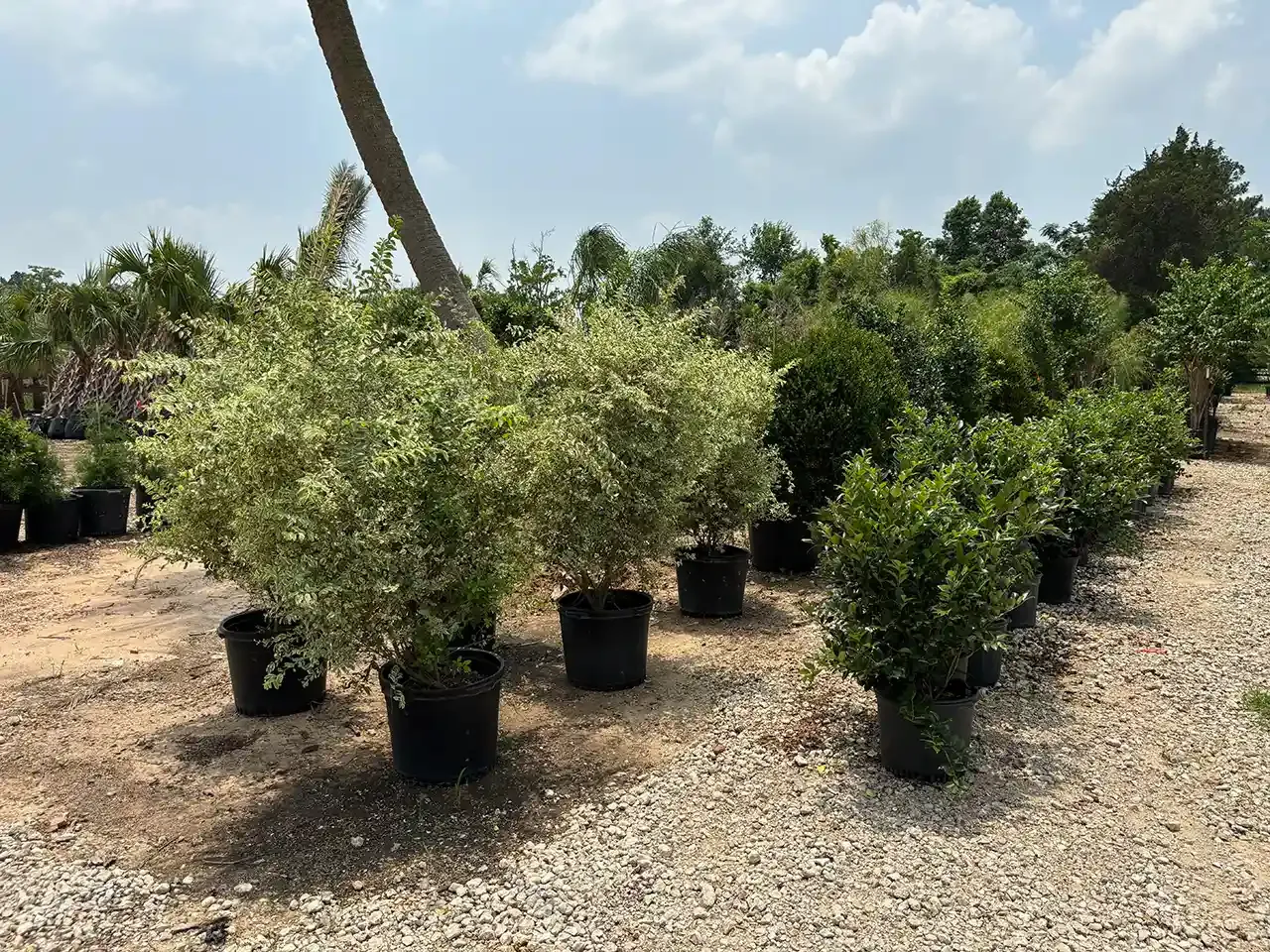 Potted shrubs with green and variegated leaves in a gravel yard under a blue sky.