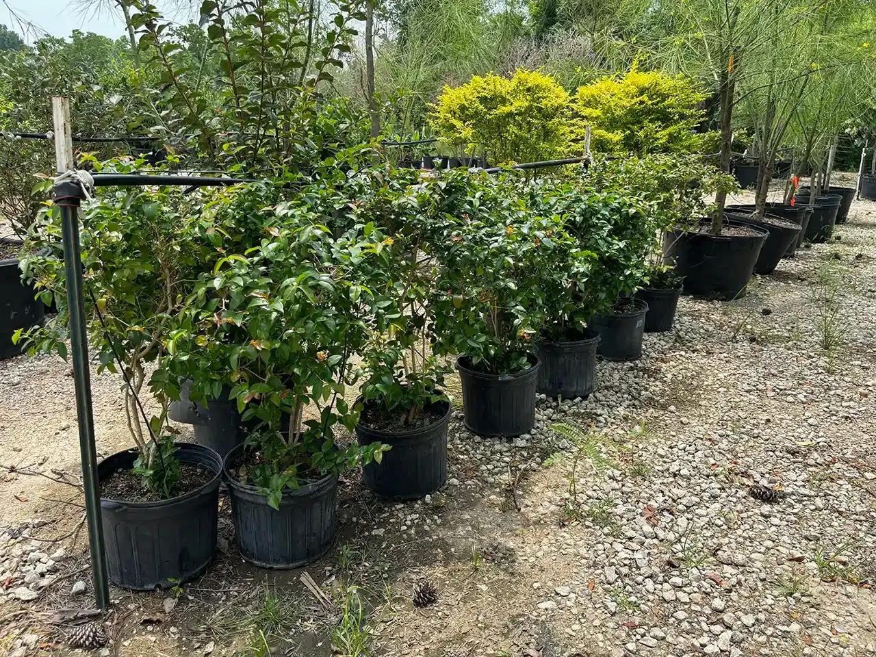 Row of green plants in black pots, outdoors. The plants are on a bed of gravel under a metal trellis.