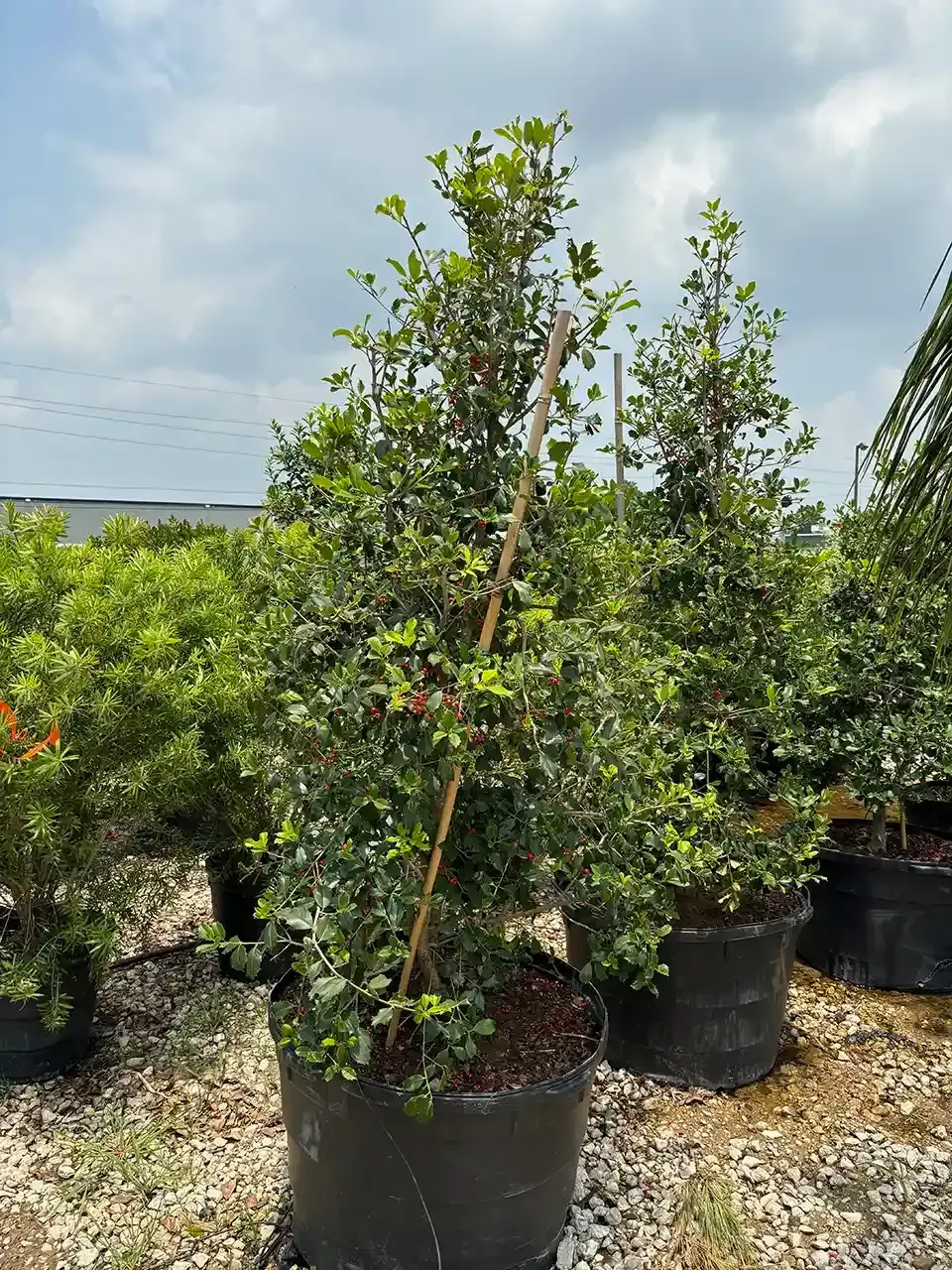 A potted tree with small, dark green leaves is supported by a tall wooden stake.