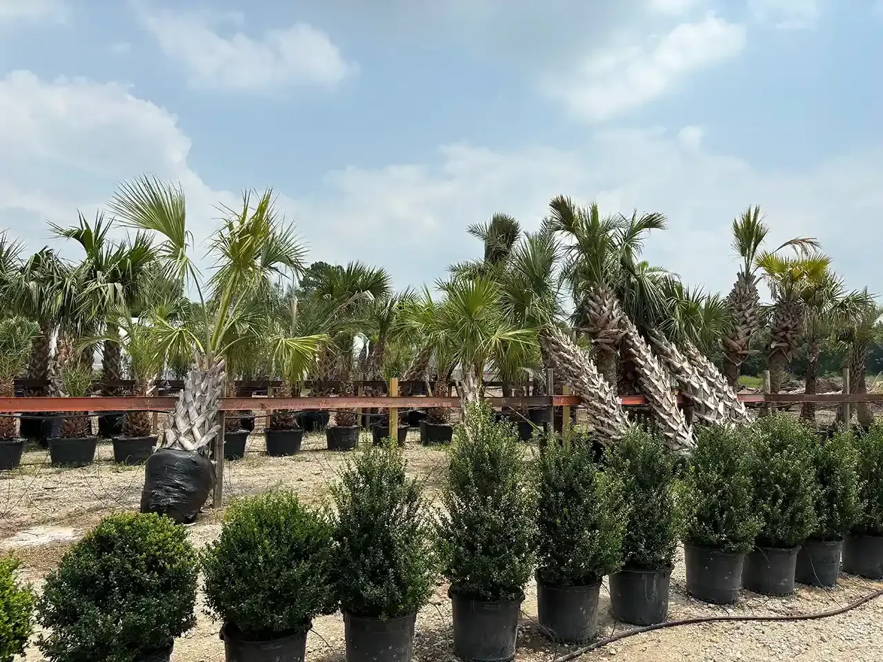Palm trees and shrubs in black pots at a plant nursery under a cloudy sky.