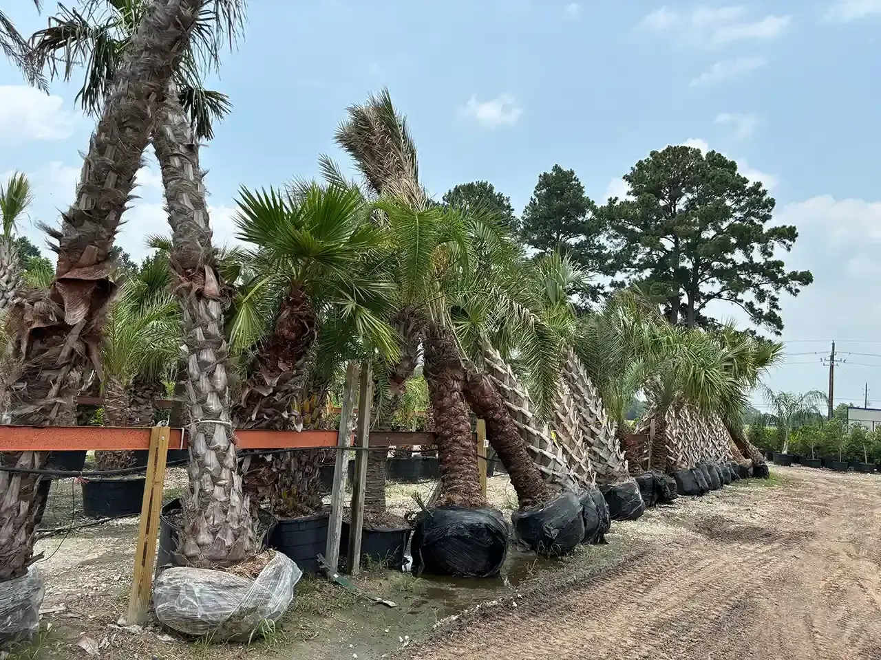 Row of palm trees in large pots, lined up outdoors on a gravel surface.